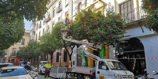 Adelanto del inicio de la recogida de la naranja del viario público ante el aumento de la cosecha y nuevo contrato para los barrios recepcionados y para reforzar los jardines históricos y parte de Sevilla Este