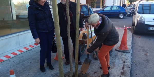 El Ayuntamiento comienza a plantar 100 árboles en Nervión dentro de su plan de replantación de más de 1.000 ejemplares en alcorques vacíos de toda la ciudad