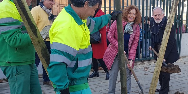 El Ayuntamiento continúa con la campaña de plantación de árboles en alcorques vacíos de toda la ciudad con 400 nuevos ejemplares en Este-  Alcosa-Torreblanca