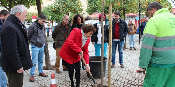 El Ayuntamiento continúa con la campaña de plantación de árboles en alcorques vacíos de toda la ciudad con nuevos ejemplares en una quincena de calles del Distrito Triana