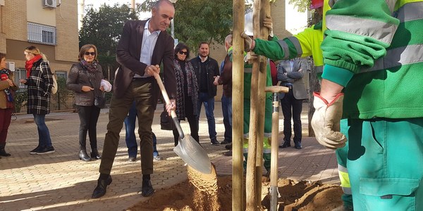 El Ayuntamiento inicia una campaña de plantación de 1.000 árboles en alcorques vacíos y parques de toda la ciudad