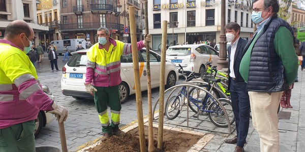 El Ayuntamiento supera los 600 nuevos árboles en el primer mes de la campaña de plantación con ejemplares en calles de todos los distritos y en parques y zonas verdes